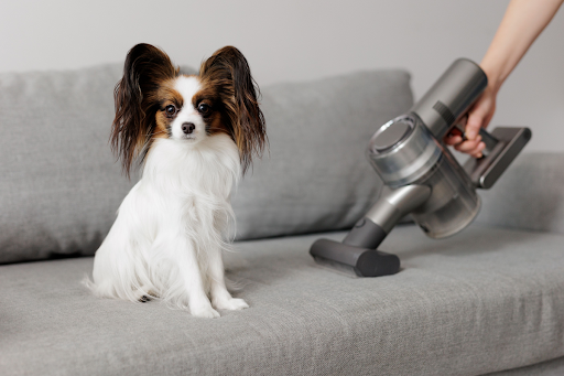 Homeowner vacuuming up their dog's hair on the couch